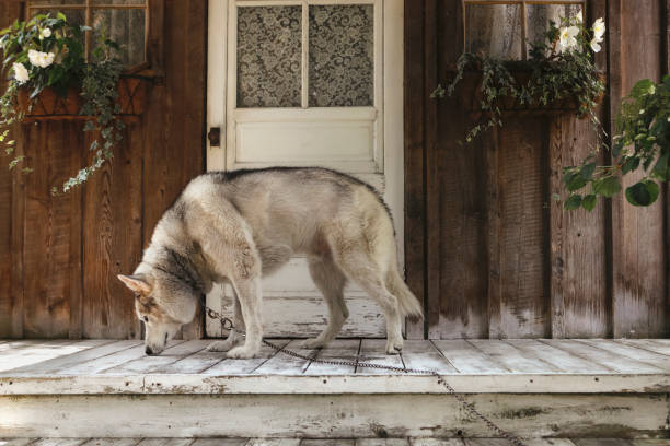 A close up shot of a beautiful, seven-year-old siberian husky, who smells a chipmunk under the porch.