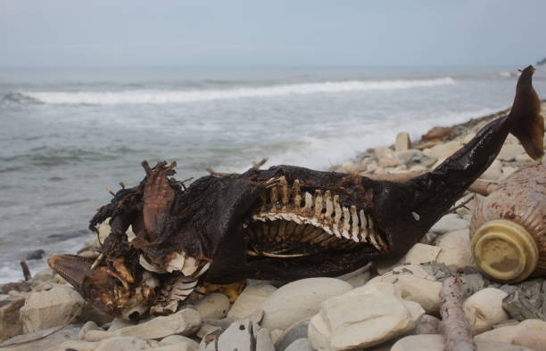Small dead dolphin, decomposed flesh on the beach