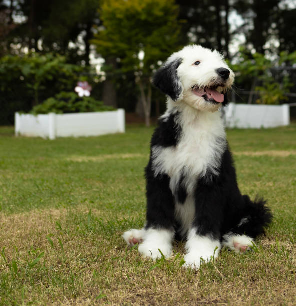 istock Loving gaze from a sheepadoodle puppy 2167173890