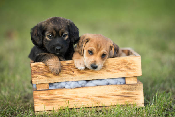 istock Two dog in a wooden crate on the grass 2167173920