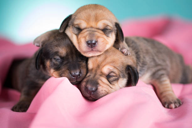 Portrait of the puppy, Dogs in love