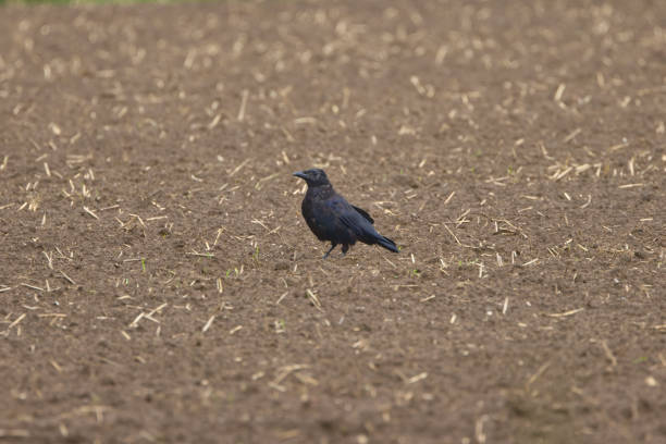 Crow on the field, on the brown soil