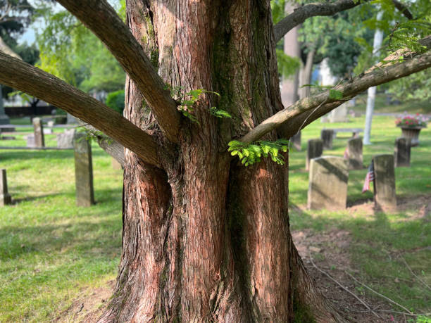 New life begins to emerge from the twisted and fallen tree limbs following a devastating wild fire. High quality photo