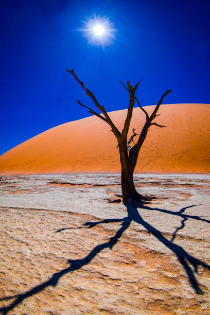 Deadvlei Namibia Surreal Landscape 7