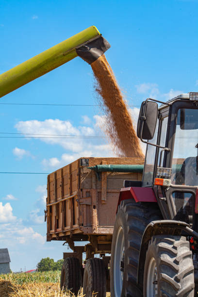 istock Pouring corn grain into tractor trailer after harvest at field. 2167175225