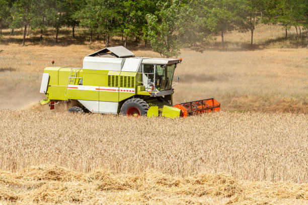 Combine harvester harvests ripe wheat. agriculture image. High quality photo