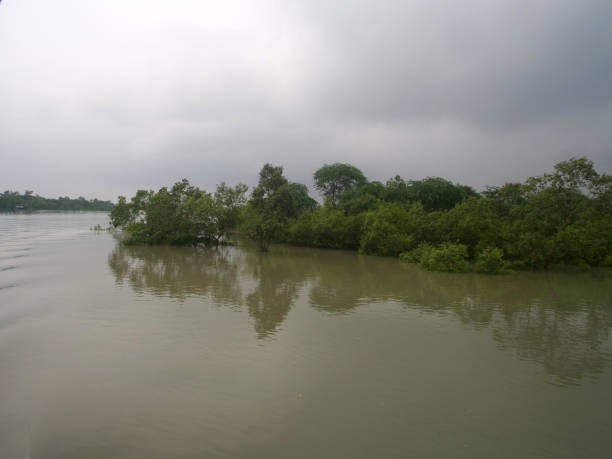 istock Tides in Sundarbans rivers 2167176998