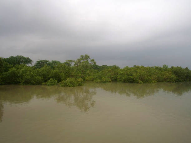 istock Tides in Sundarbans rivers 2167177002
