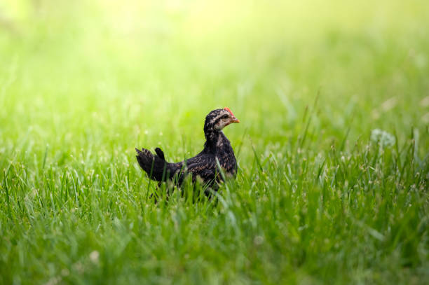 A close-up photograph of a fluffy yellow chick standing on vibrant green grass. The image captures the fine details of the chick's soft feathers, delicate beak, and curious eyes, set against a softly blurred natural background.