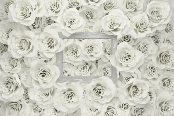 white rose with drops