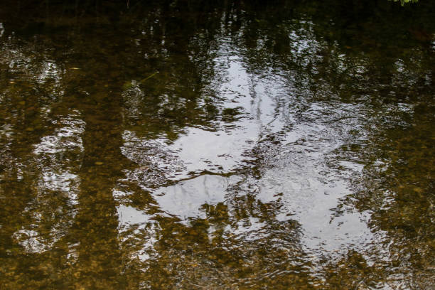 istock Abstract water reflection texture with tree silhouettes and ripples on a tranquil pond surface. 2167178775