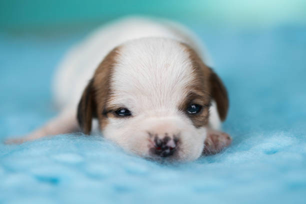 Portrait of the puppy, Dogs in love