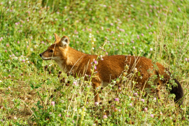 istock A dhole playing around in green grass. 2167179014