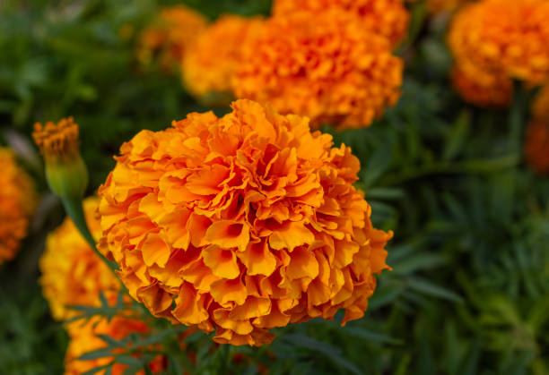 istock Marigold orange Flowers or Tagetes Marigolds or Ganda. 2167179149