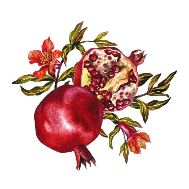 Pomegranate fruits and flowers on a branch. Pomegranate in the section. A watercolor illustration made by hand. For labels, packages. For postcards, flyers and posters, for decorating kitchen utensils Pomegranate fruits and flowers on a branch. Pomegranate in the section. A watercolor illustration made by hand. For labels, packages. For postcards, flyers and posters, for decorating kitchen utensil pomegranate tree stock illustrations