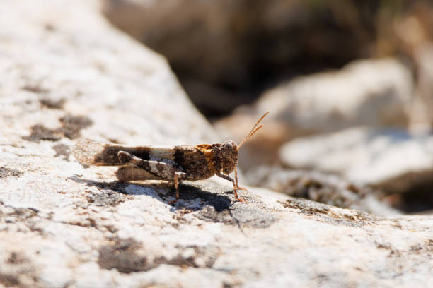 istock Blue winged grasshopper (Oedipoda caerulescens) backlit on a rock in Sierra de Mariola Natural Park 2167182069