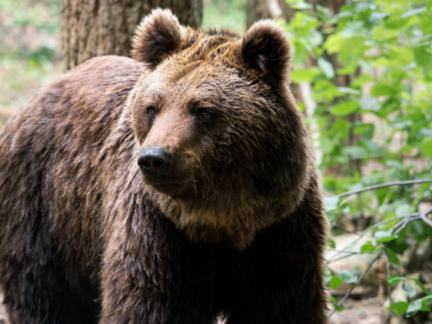 istock Brown Bear Looking to the Side 2167182351