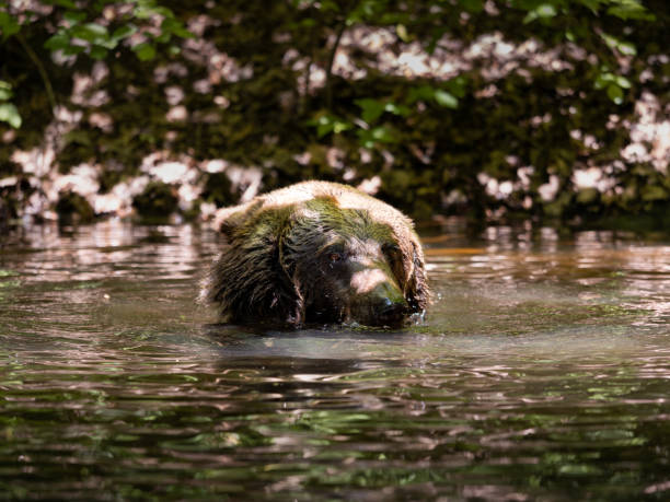 istock Bathing Brown Bear Swimming in a Pond 2167182559
