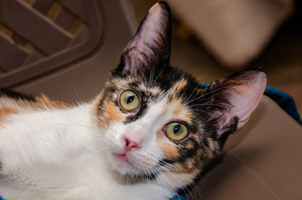 A four-month-old calico kitten is pictured close-up, Aug. 4, 2024, in Coden, Alabama. Approximately 99. 9 percent of calico cats are female. Japanese fishermen often brought calico cats aboard as a good luck charm to protect them from storms and evil spirits.