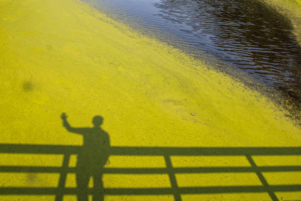 waving in the green duckweed