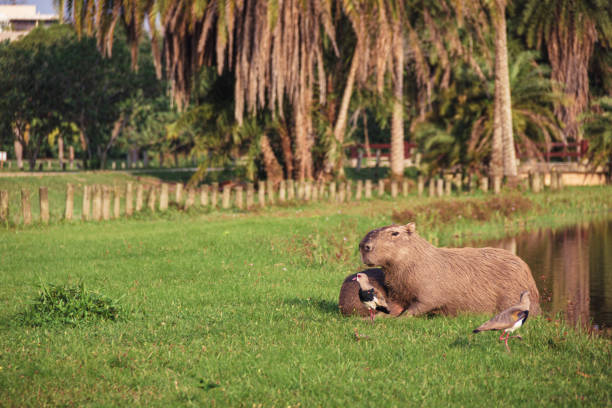Capybara in Barra da Tijuca Forest - Rio de Janeiro, Brazil