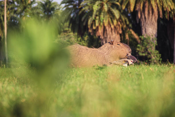 Capybara in Barra da Tijuca Forest - Rio de Janeiro, Brazil