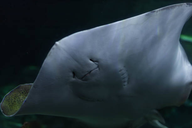 istock Close up of a Stingray in an aquarium 2167185659