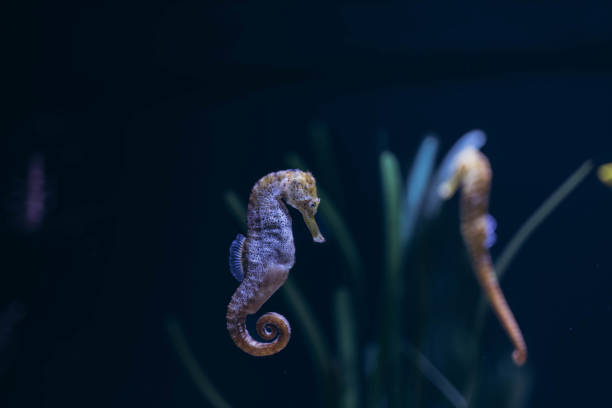istock seahorse underwater close up portrait 2167185683