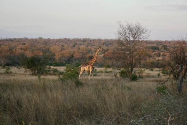 Reticulated Giraffe in a South African Game Reserve, feeding on bushes and trees.