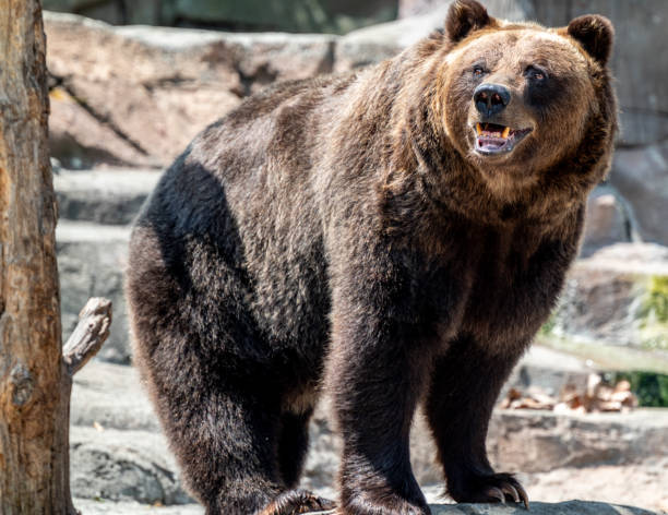 istock A brown bear at the Indianapolis Zoo 2167187004