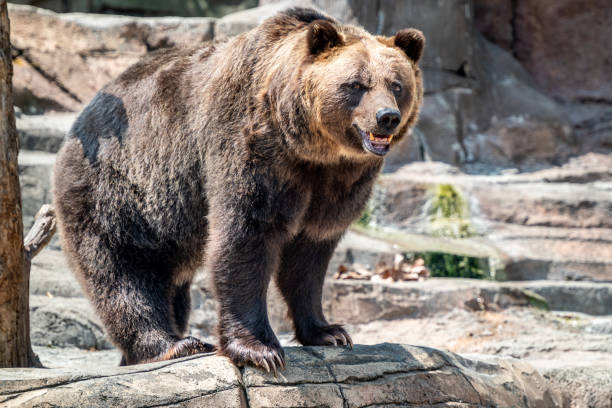 istock A brown bear at the Indianapolis Zoo 2167187006
