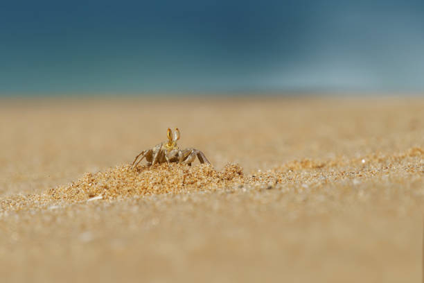 Crayfish - Ocypode brevicornis Ghost Crab found on sandy beaches of Indian Ocean, burrows in sand, nocturnal scavenger, pale yellow body, stalked eyes, agile predator feeds on the dead fish.