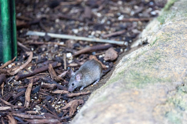 istock Close up of a mouse 2167188059