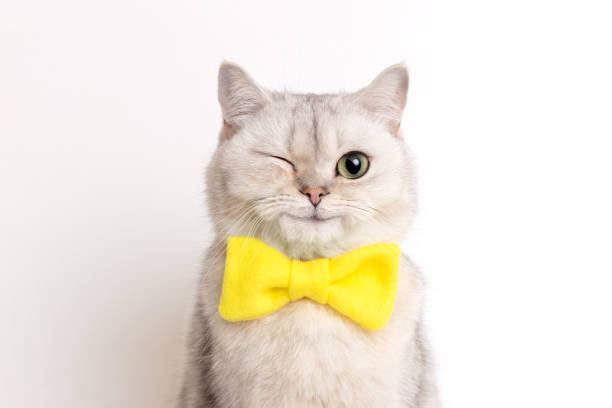 Cat in yellow bow tie winking on white background.