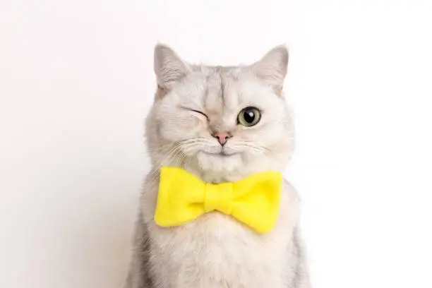 Cat in yellow bow tie winking on white background. Cat in yellow bow tie winking on white background.