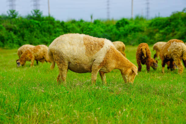 Free Stock Photo of Herd of Sheep Grazing on Lush Green Field ...