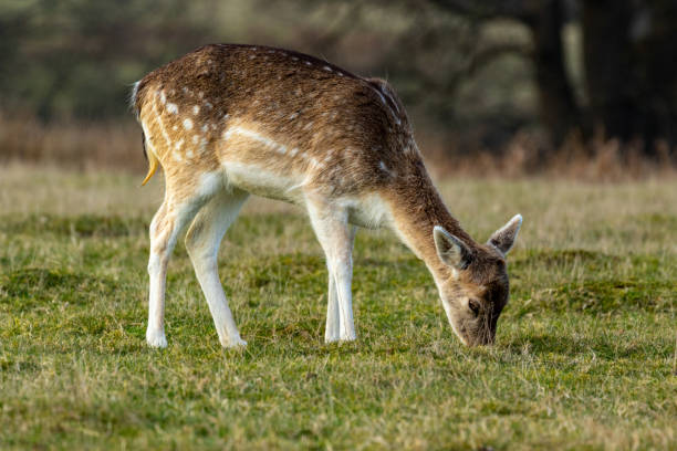 istock A peaceful fallow deer grazing on a lush green meadow. 2167195914