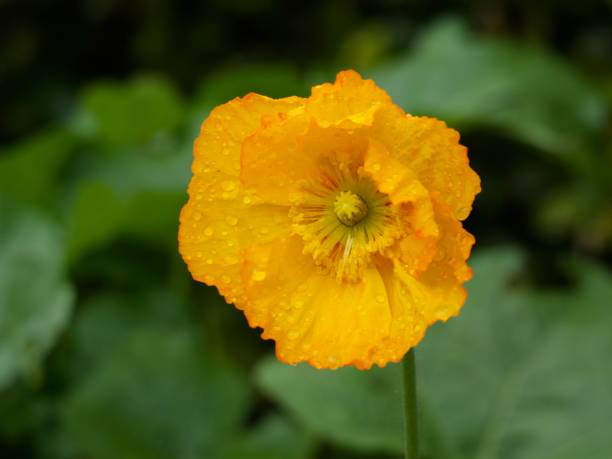 Colorful and beautiful fresh poppy flowers