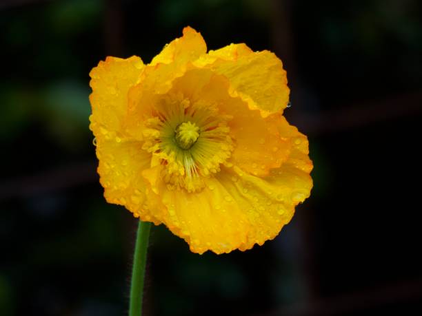 Horizontal extreme closeup photo of raindrops on a vibrant yellow orange flower on a Poppy plant growing in an organic garden. Soft focus background.