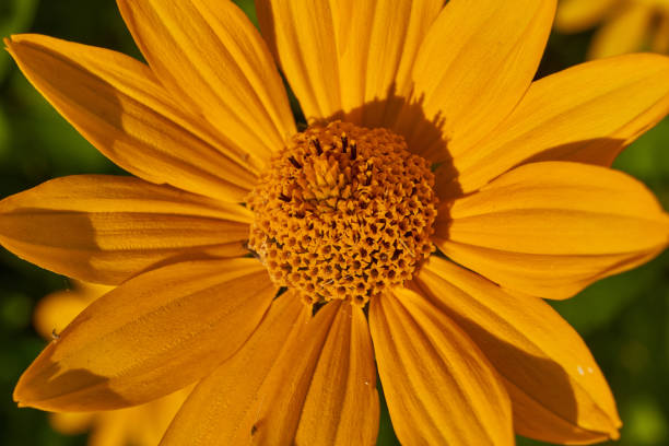 Heliopsis blooms in the garden. Heliopsis (lat. Heliopsis) is a genus of annual and perennial herbaceous plants of the Asteraceae family (Asteraceae).