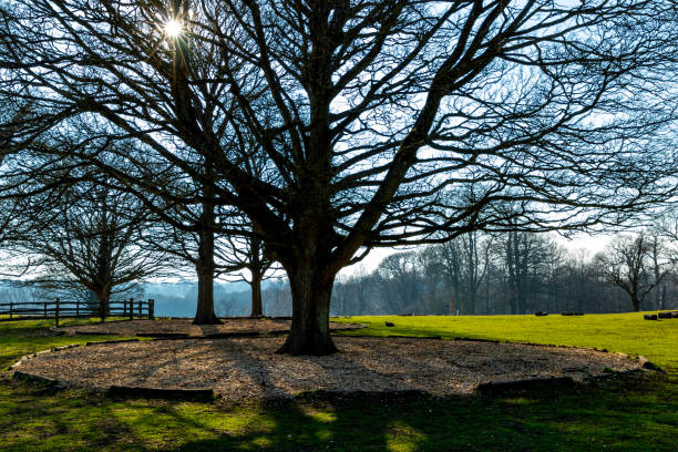 The forest in autumn - colorful