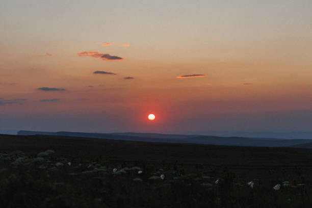 Beautiful meadow with the poppy flowers at sunset, Poland.