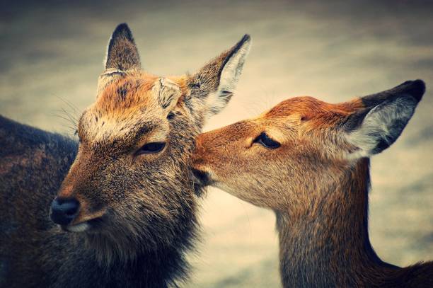 young roe deer (Capreolus capreolus) with mother in the woods