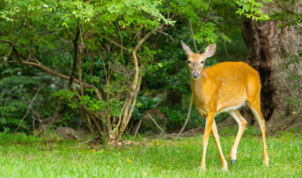 istock Female white-tailed deer in the forest 2167200104