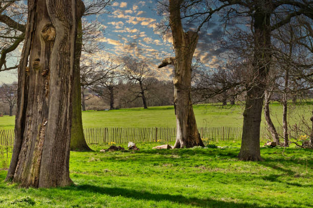 Serene park scene with lush green grass, majestic trees, and a dynamic cloudy sky.
