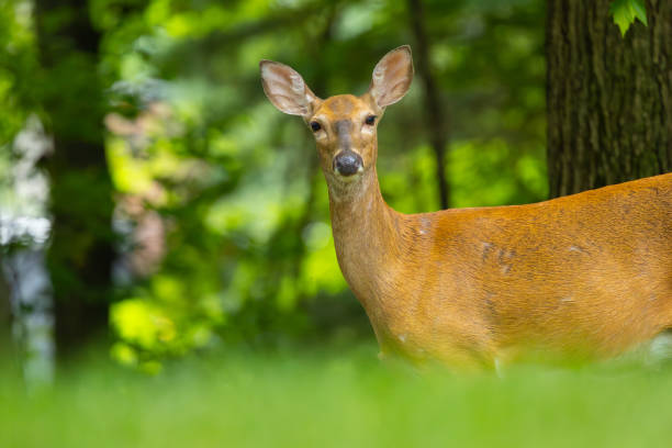 istock Female white-tailed deer close-up 2167200135