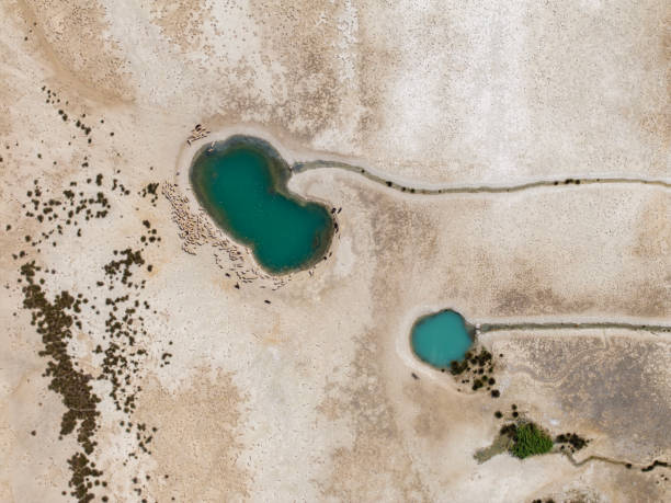 istock Herd of sheep looking for water 2167202327
