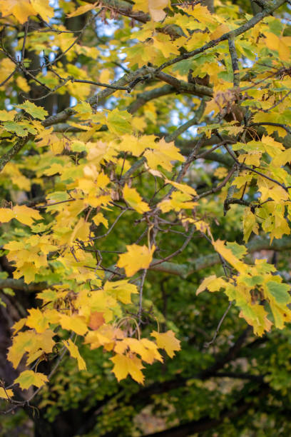 istock Autumn leaves on tree branches with a blurred background. 2167202869