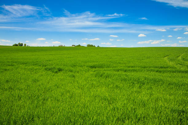 Endless grass field on a sunny spring day. Green and blue nature background. Rural landscape.