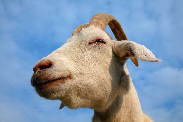 istock Goat portrait close-up on Blue Sky Background 2167203597